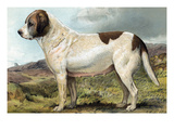 St. Bernard Photo by Vero Shaw