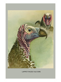 Lappet Faced Vulture Posters by Louis Agassiz Fuertes