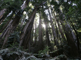 Travel Trip Muir Woods 100th Photographic Print by Eric Risberg