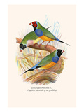 Gouldian Finch, Black Headed and Red Headed Print by F.w. Frohawk
