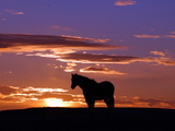 Horse Sunset Photographic Print by Ruth Plunkett