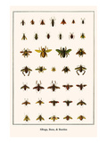 Bugs, Bees, and Beetles Poster by Albertus Seba