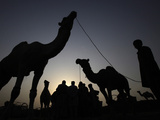 APTOPIX Pakistan Eid Al Adha Photographic Print by Mohammad Sajjad