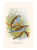 Cordon Bleu or Crimson Eared Waxbill Prints by F.w. Frohawk