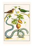 Serpents and Birds Posters by Albertus Seba
