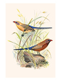 Violet-Eared Waxbill Photo by F.w. Frohawk