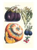 Vegetables; Eggplant, Raddish, Pumpkin, Gourd, Pepper and Okra Prints by Philippe-Victoire Leveque de Vilmorin