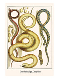 Grass Snakes, Eggs, Caterpillars Posters by Albertus Seba