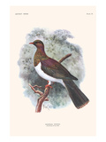 Hemiphaga Spadicea Posters by Lionel Walter Rothschild