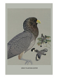 Grey Plantain Eater Posters by Louis Agassiz Fuertes