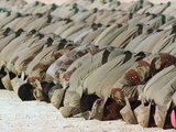Saudi Arabia Army Kuwaiti Voluntees Prayer Kuwait Crisis Photographic Print by Diether Endlicher
