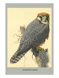 Abyssinian Lanner Posters by Louis Agassiz Fuertes