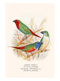 Parrot Finch Posters by F.w. Frohawk