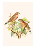 Ribbon Finch or Cut Throat Finch Photo by F.w. Frohawk