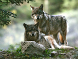 Asap Entertainment Plays with Wolves Photographic Print by Lionel Cironneau