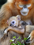APTOPIX Japan Monkey Photographic Print by Itsuo Inouye