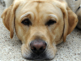Service Dogs Photographic Print by Pat Sullivan