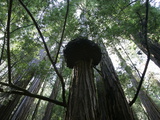 Travel Trip Muir Woods 100th Photographic Print by Eric Risberg