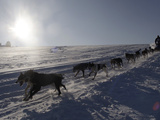 Czech Republic Dog Sleds Photographic Print by Petr David Josek