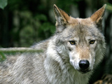 DEU ND Timberwolf Photographic Print by Kai-uwe Knoth