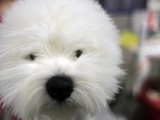 APTOPIX Westminster Dog Show Photographic Print by Mary Altaffer