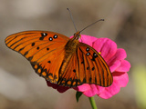 Passion Butterfly Photographic Print by Pat Sullivan