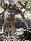 Wolves in Westchester Photographic Print by Seth Wenig