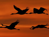 APTOPIX Germany Bird Migration Photographic Print by Jens Meyer