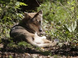 Wolves in Westchester Photographic Print by Seth Wenig
