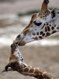 APTOPIX DEU Tiere Giraffenbaby Photographic Print by Kai-uwe Knoth