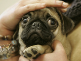 APTOPIX Italy Puppy Trafficking Photographic Print by Gregorio Borgia