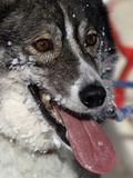 Czech Republic Dog Sleds Photographic Print by Petr David Josek