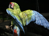 APTOPIX Costa Rica Endangered Macaws Photographic Print by Kent Gilbert