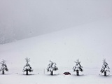 APTOPIX Switzerland Weather Snowfall Photographic Print by Ennio Leanza