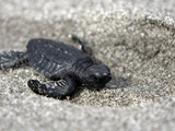 APTOPIX El Salvador Turtles Released Fotografie-Druck von Luis Romero