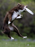Wissenschaft Hunde Intelligenz Photographic Print by Charles Krupa