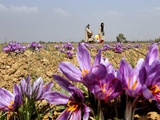 India Kashmir Daily Life Photographie par Mukhtar Khan