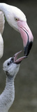 APTOPIX DEU BY Zoo Photographic Print by Christof Stache