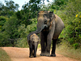APTOPIX Sri Lanka Elephants Photographic Print by Eranga Jayawardena