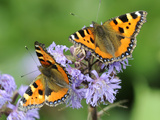 DEU Wetter Sschmetterling Photographic Print by Winfried Rothermel