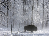 Yellowstone Norton Photographie par Laura Rauch