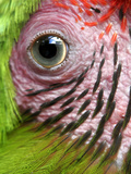APTOPIX Nicaragua Animal Rescue Photographie par Esteban Felix
