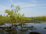 Kissimmee River Restoration Photographic Print by Luis M. Alvarez