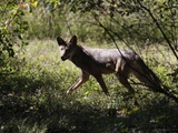 Wolves in Westchester Photographic Print by Seth Wenig