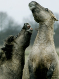Germany Wild Horses Photographic Print by Heribert Proepper