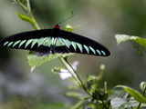Malaysia Butterfly Photographic Print by Mark Baker