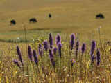 Travel Trip Tallgrass Prairie Photographic Print by Charlie Riedel