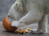 APTOPIX Halloween Treats Photographic Print by M. Spencer Green