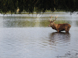 Britain Beast of Bushy Photographic Print by Raphael Satter