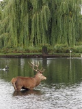 Britain Beast of Bushy Photographic Print by Raphael Satter